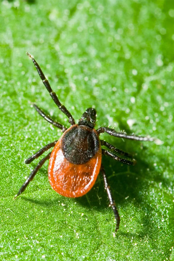 Lyme-Disease-Treatment. Close up of a tick on a leaf. Get treatment for Lyme Disease from Proactive Wellness Centers in Loudoun County.