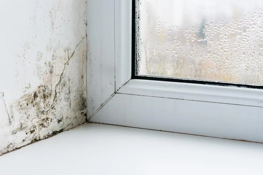 Mold-and-Mycotoxin-Clinic Mold buildup in the corner of a window sill. Get treatment for mold and mycotoxin illness from Proactive Wellness Centers in Loudoun County.